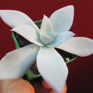 Echeveria     cante