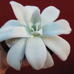 Echeveria     cante