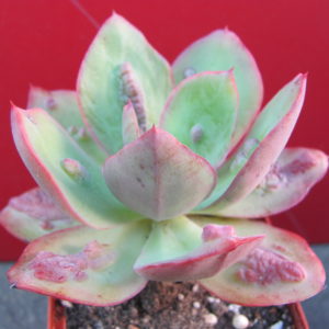 Echeveria   Baron    Bold