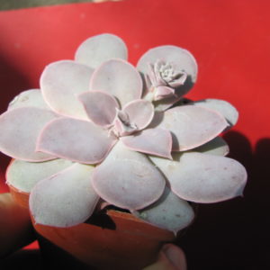 Echeveria      diffractens