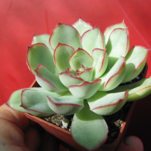 Echeveria    pulidonis     *Green*