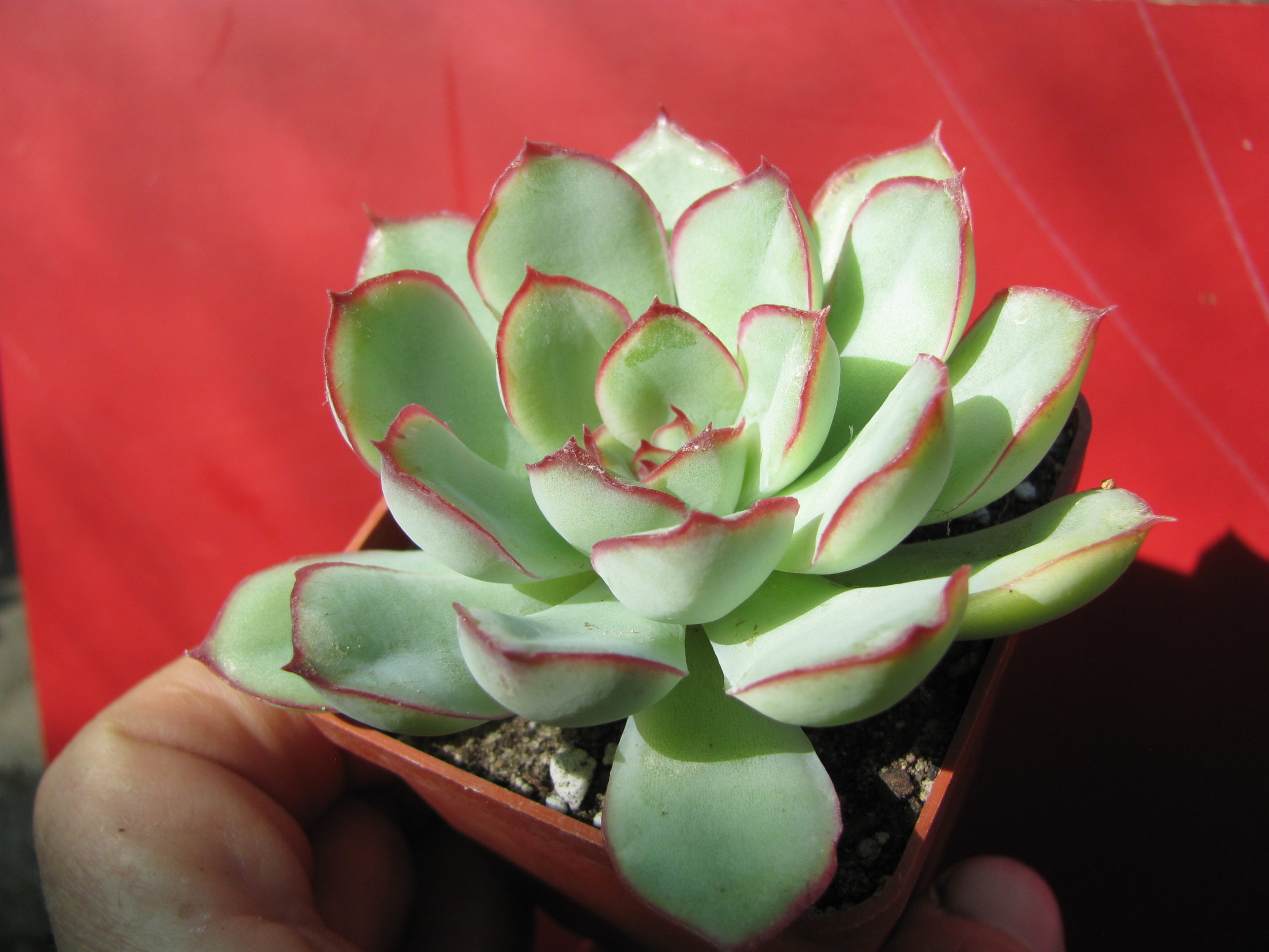 Echeveria    pulidonis     *Green*
