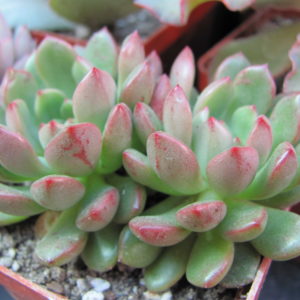 Echeveria      Bashful
