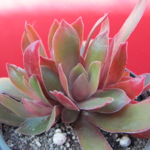 Crassula      rossularis