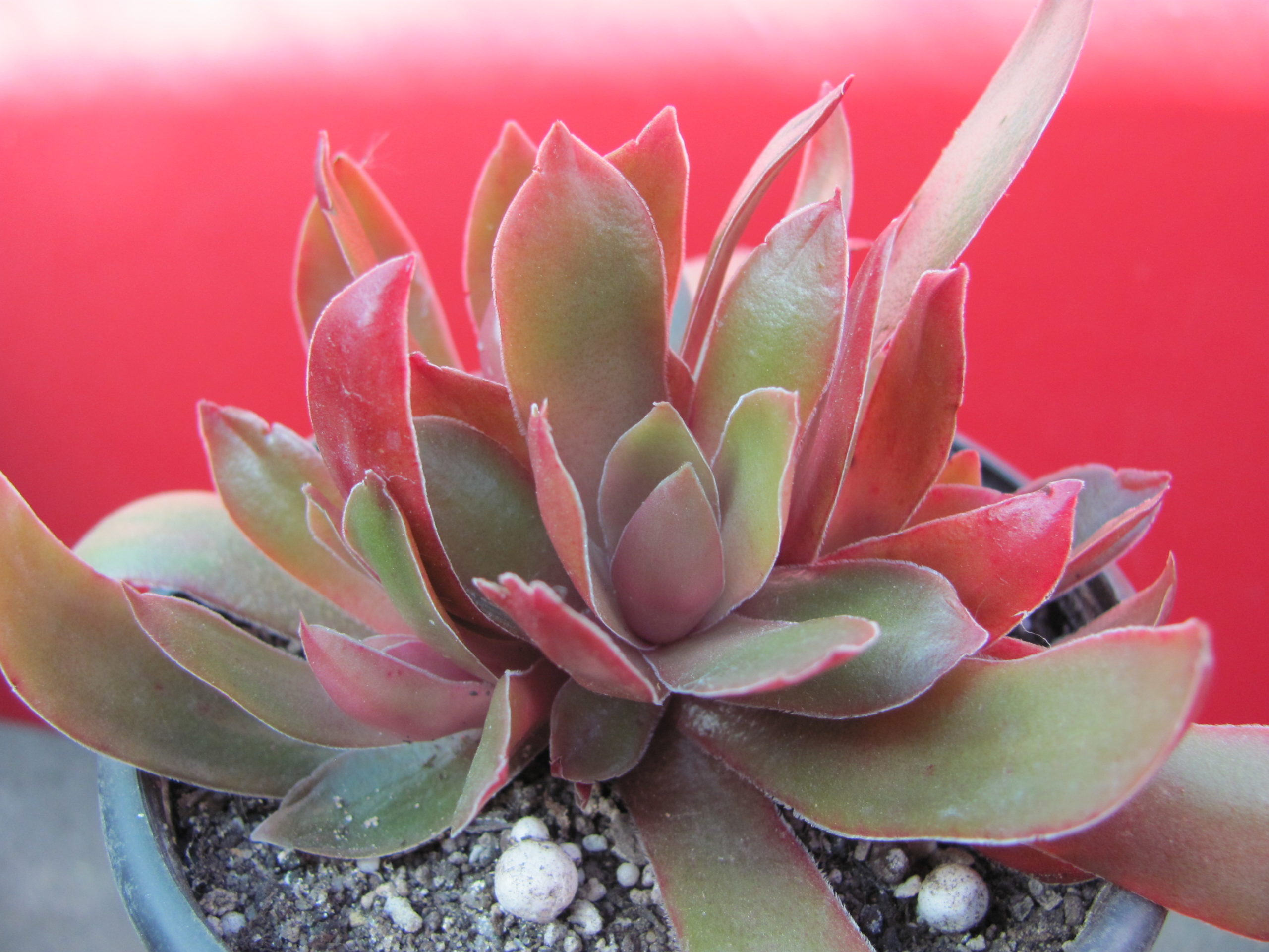 Crassula      rossularis