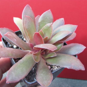 Crassula   rossularis