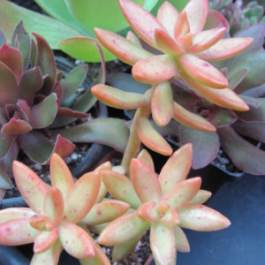 Sedum     nussbaumerianum