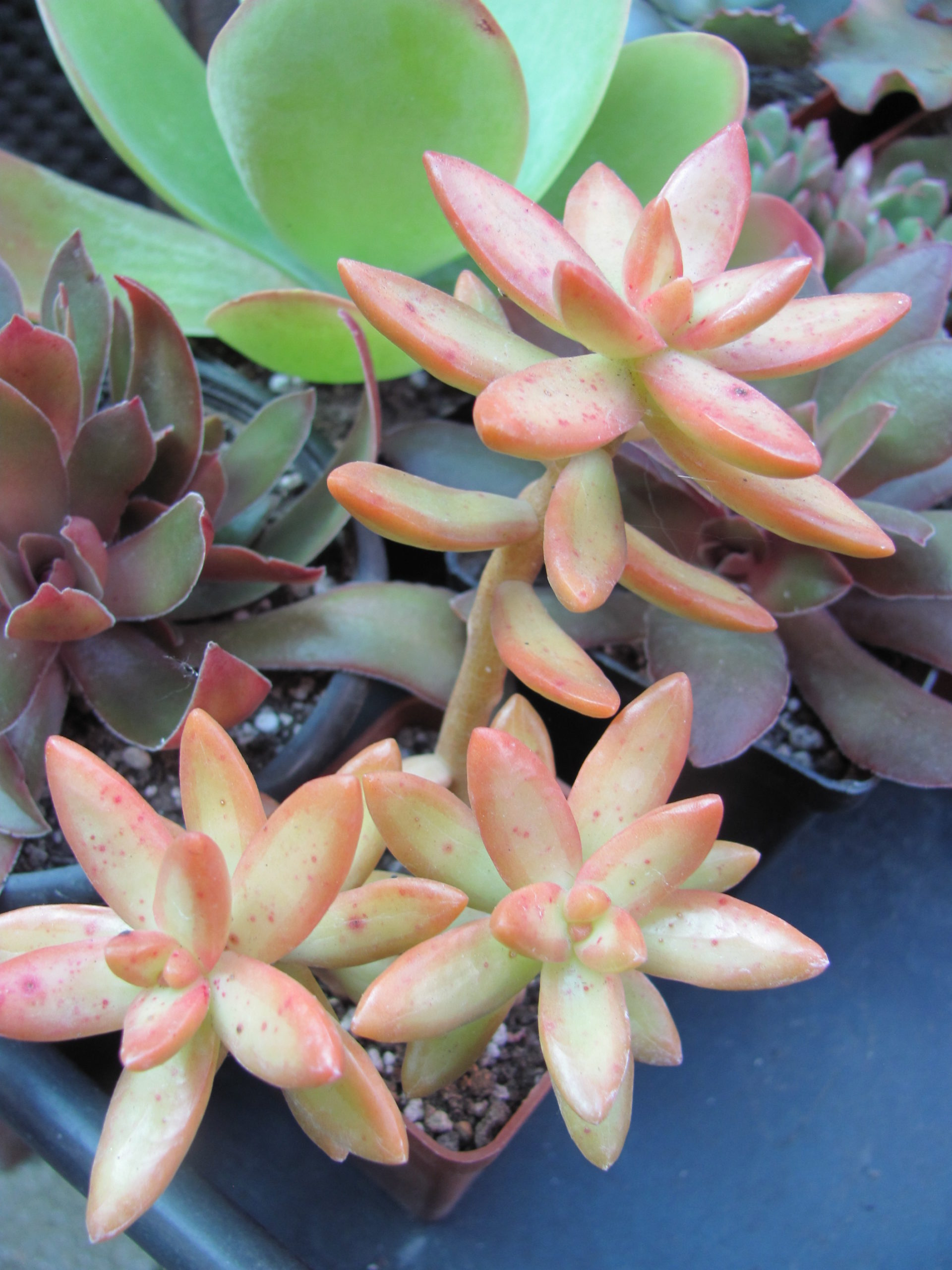 Sedum     nussbaumerianum
