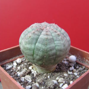 Euphorbia   simmetrica