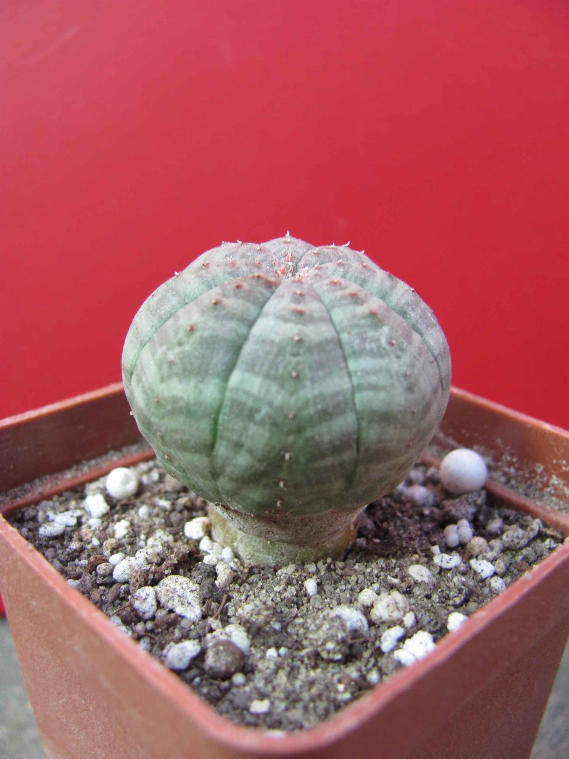 Euphorbia   simmetrica