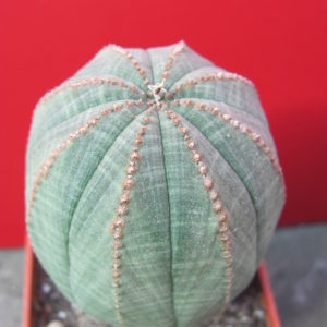 Euphorbia    simmetrica