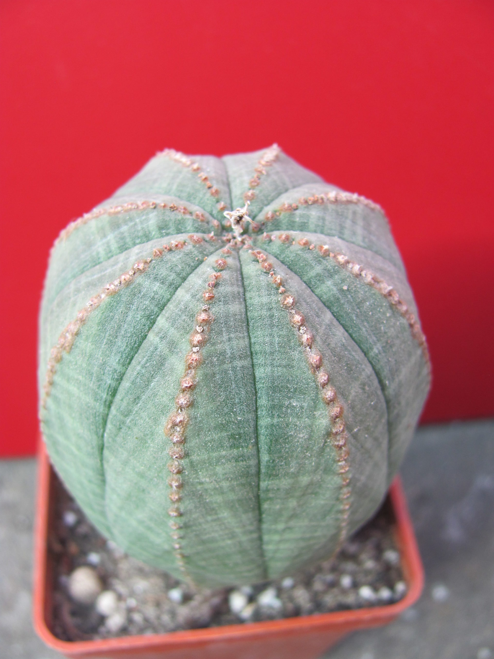 Euphorbia    simmetrica