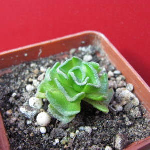 Crassula    susannae