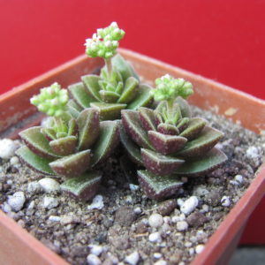 Crassula     hybr.          ( hybrid  Lipskiy )