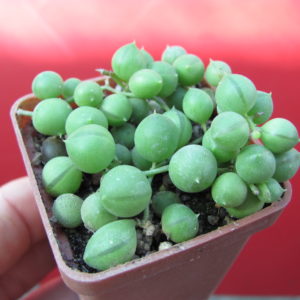 Senecio   rowleyanus