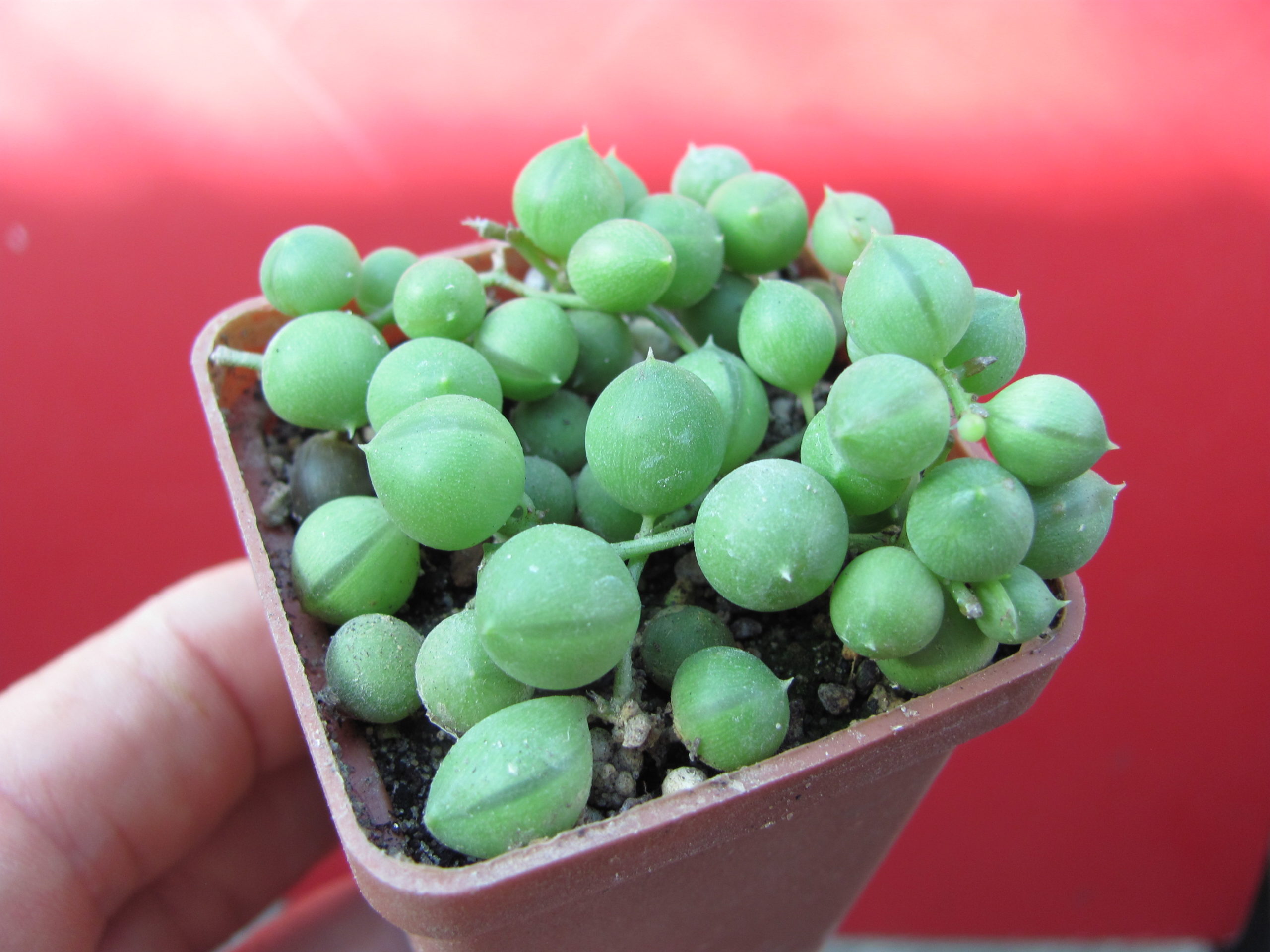 Senecio   rowleyanus