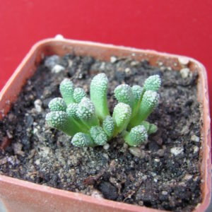 Neohenricia   sibbettii