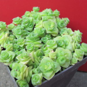 Crassula     socialis