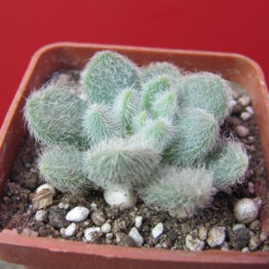 Sedum    hintonii