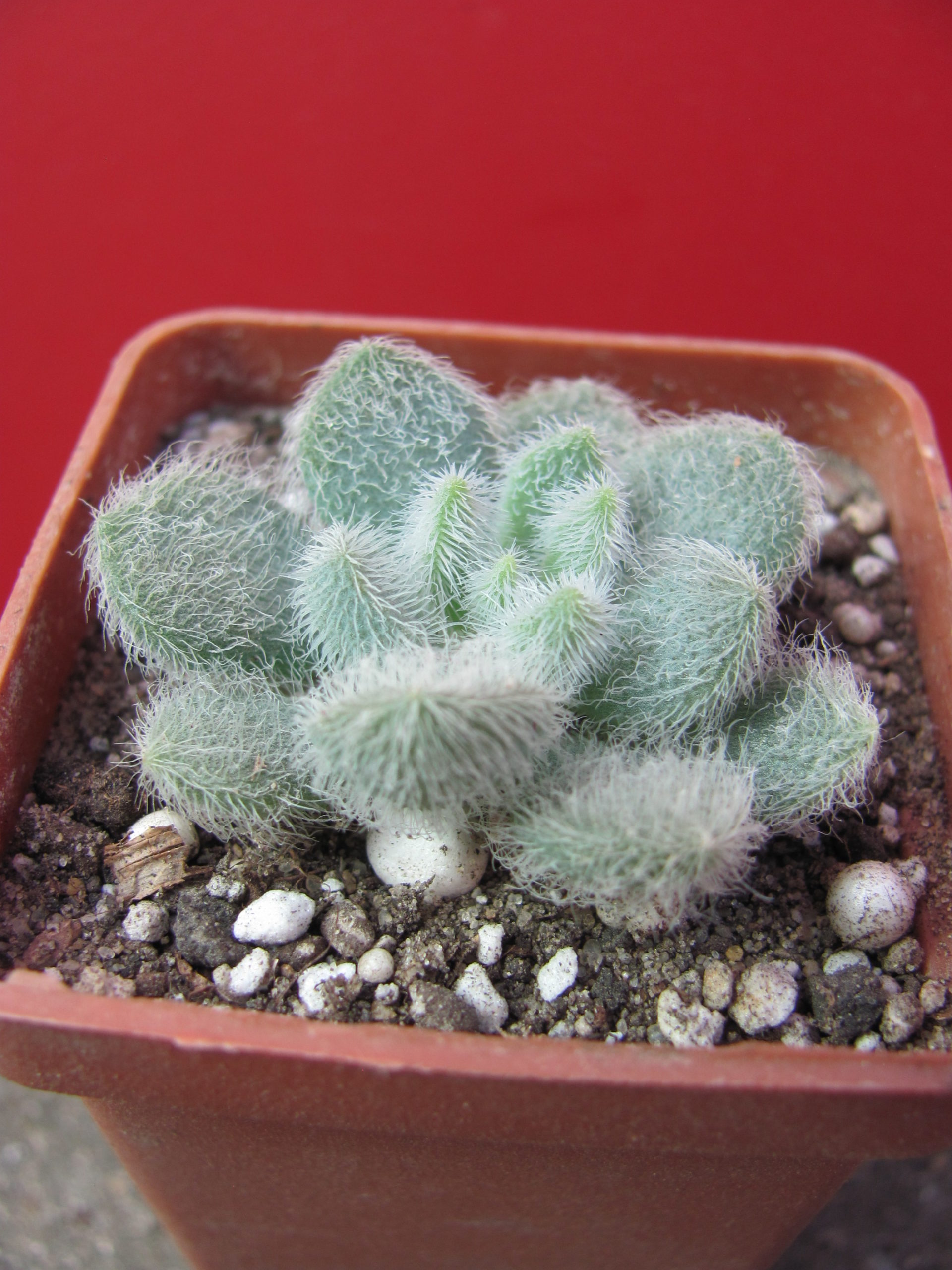 Sedum    hintonii