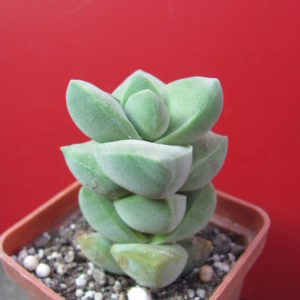 Crassula   moonglow