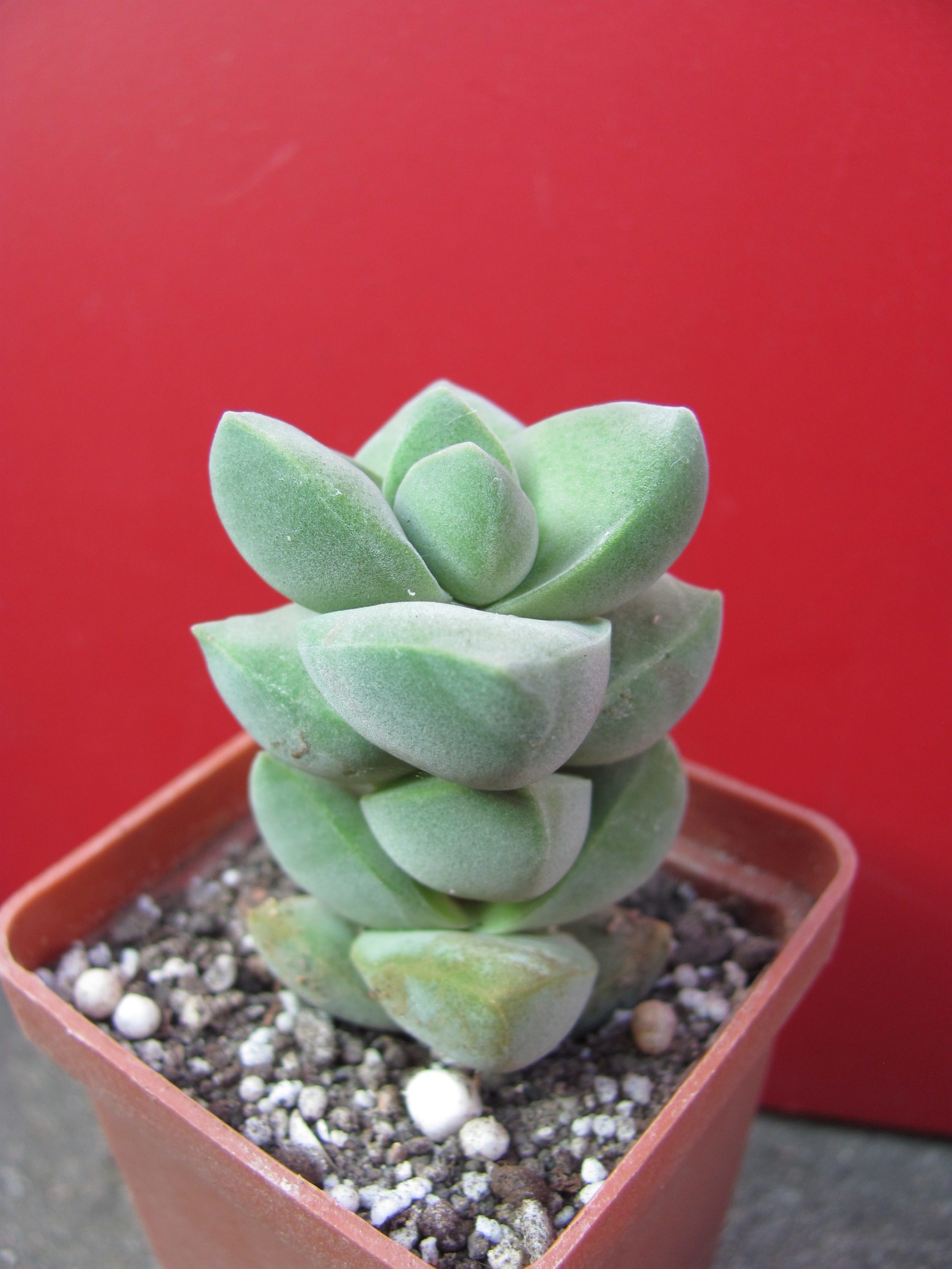 Crassula   moonglow