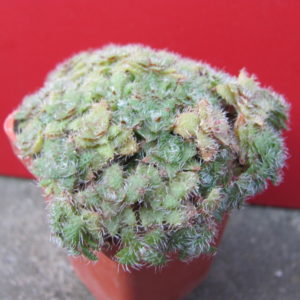 Crassula   setulosa