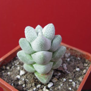Crassula   deceptor    hybr.