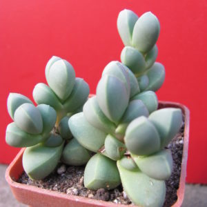 Corpuscularia    lehmannii   3 разом
