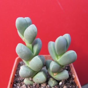 Corpuscularia      lehmannii