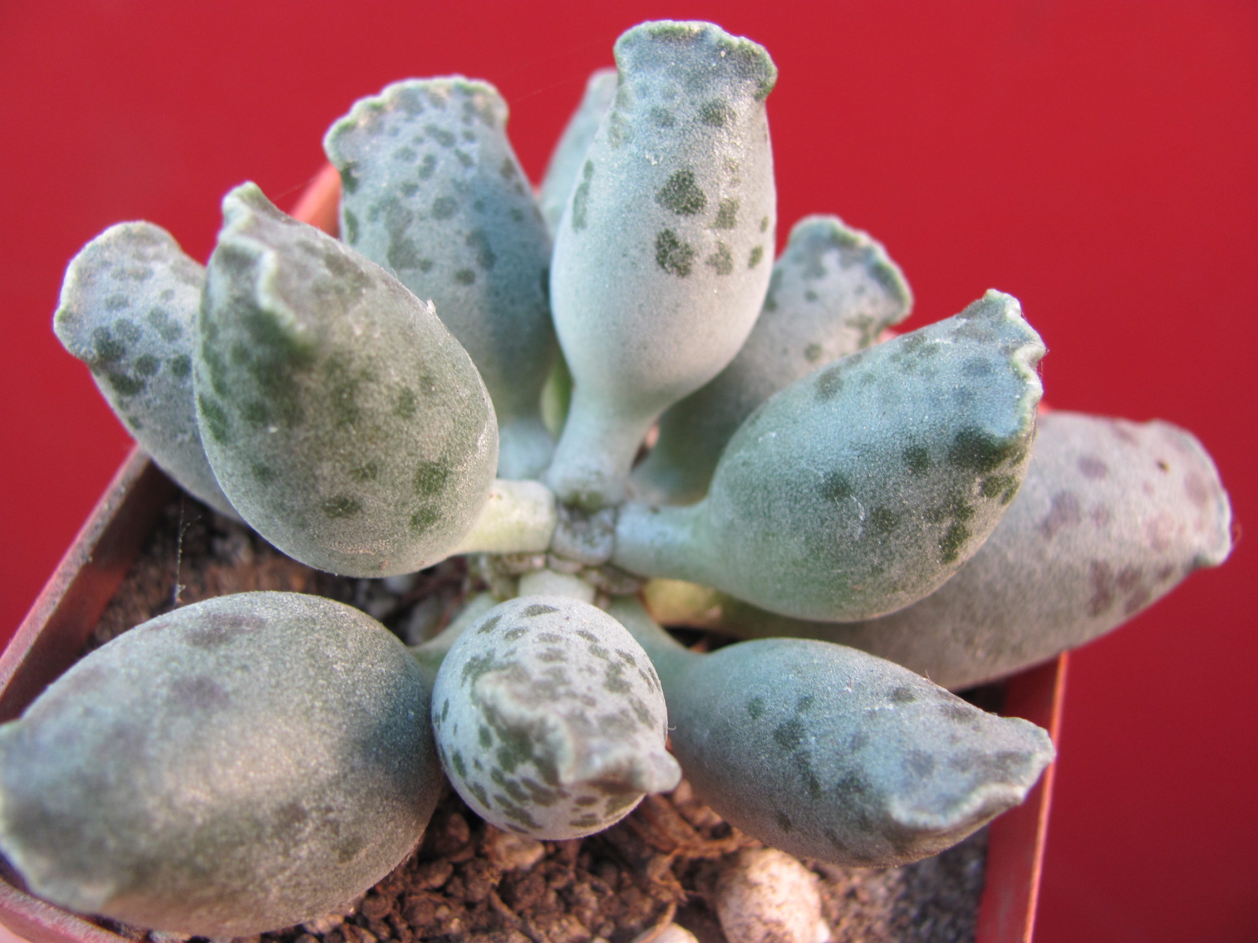 Adromischus    *Silver   Tubes*
