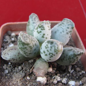 Adromischus     *Silver   Tubes*