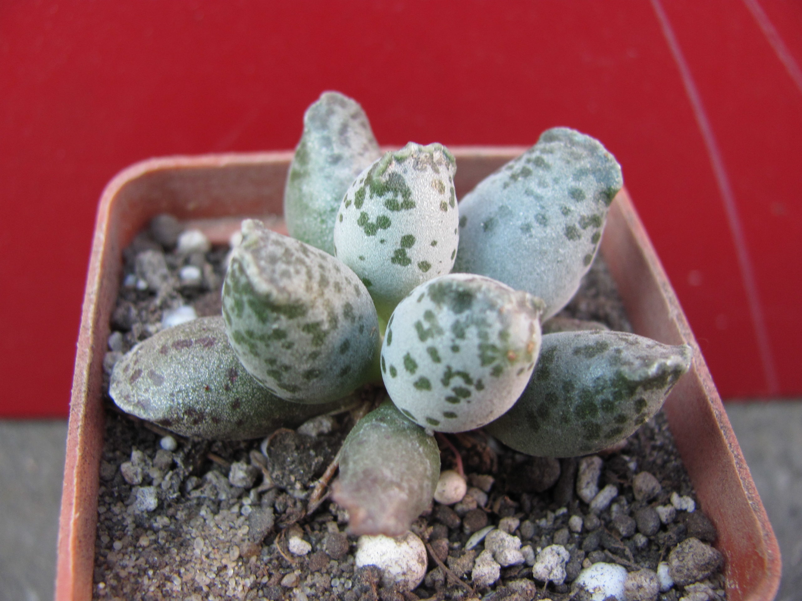 Adromischus     *Silver   Tubes*