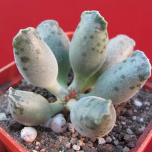 Adromischus     *Silver   Tubes*