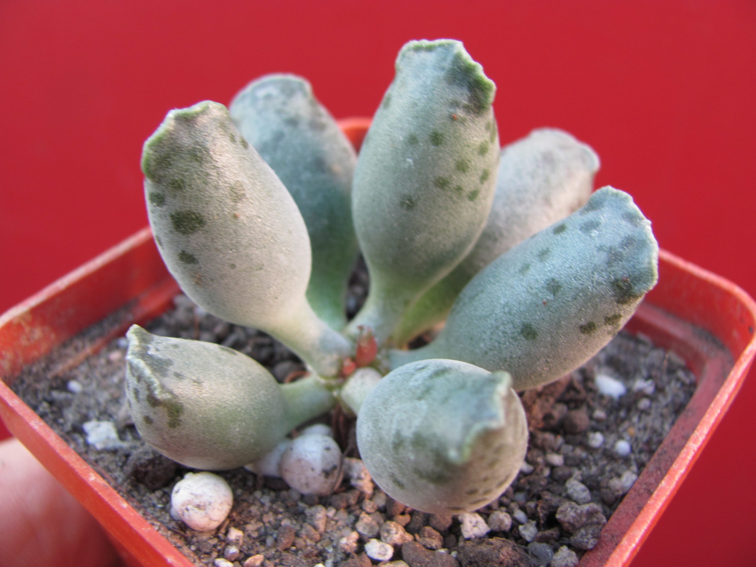Adromischus     *Silver   Tubes*