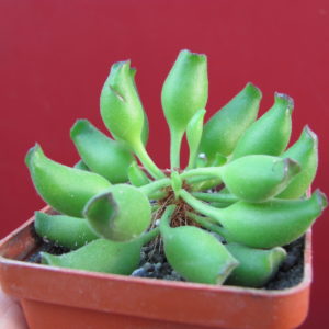 Adromischus   cristatus    Kleinpoort