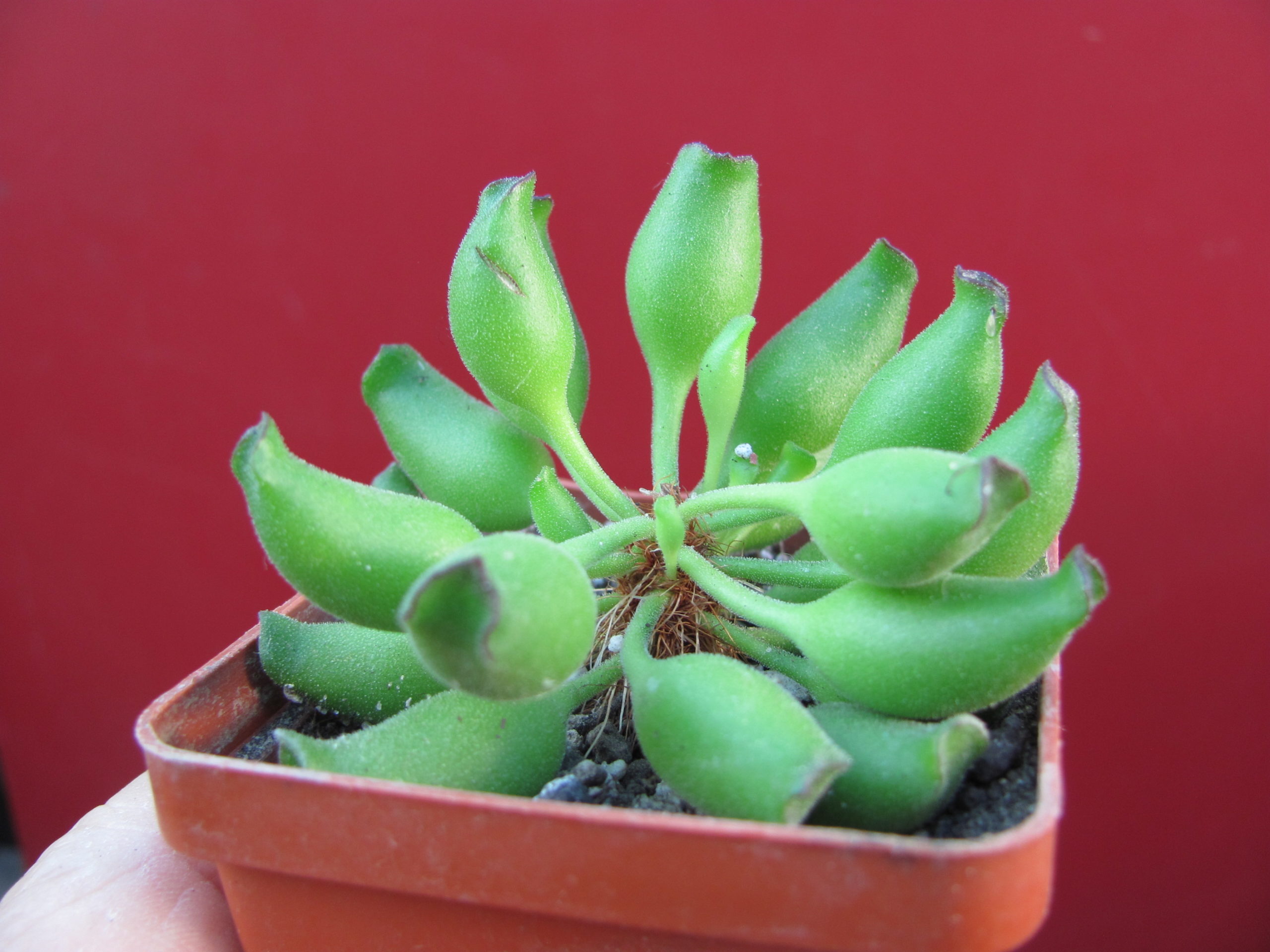 Adromischus   cristatus    Kleinpoort