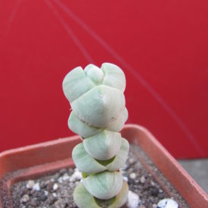 Crassula     plegmatoides