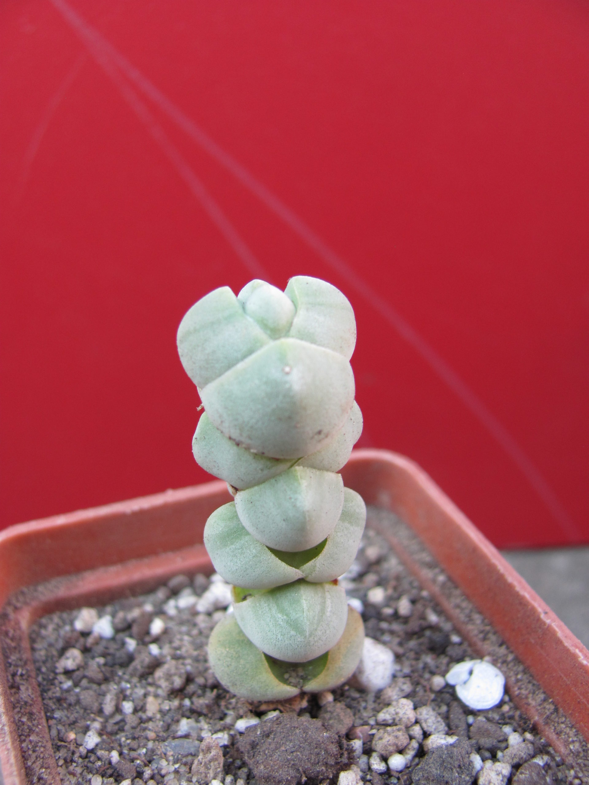 Crassula     plegmatoides