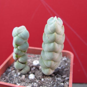 Crassula     plegmatoides