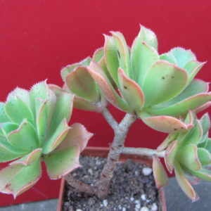 Aeonium    sp.