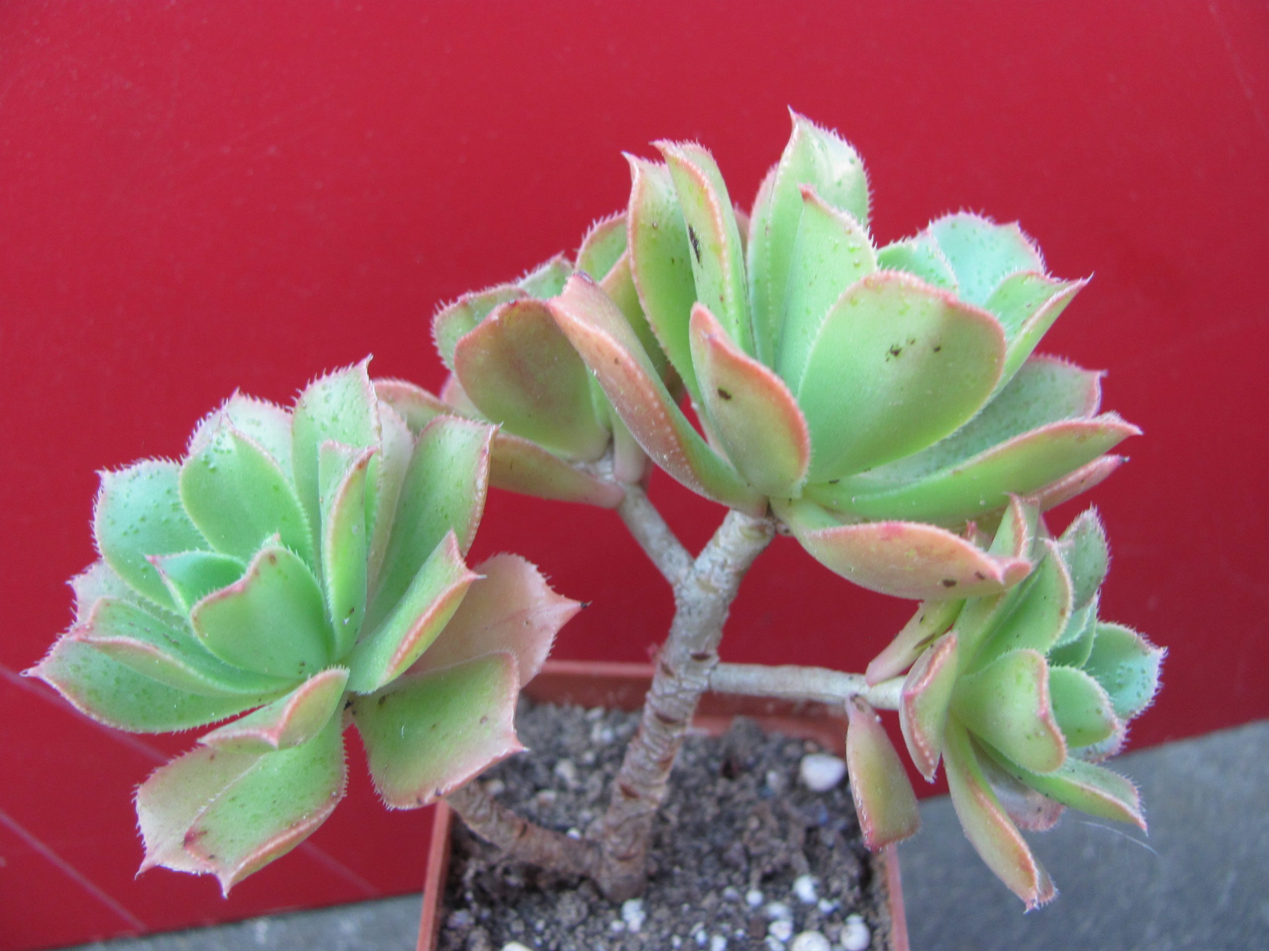 Aeonium    sp.