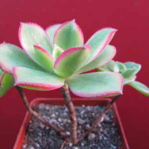 Aeonium    Kiwi
