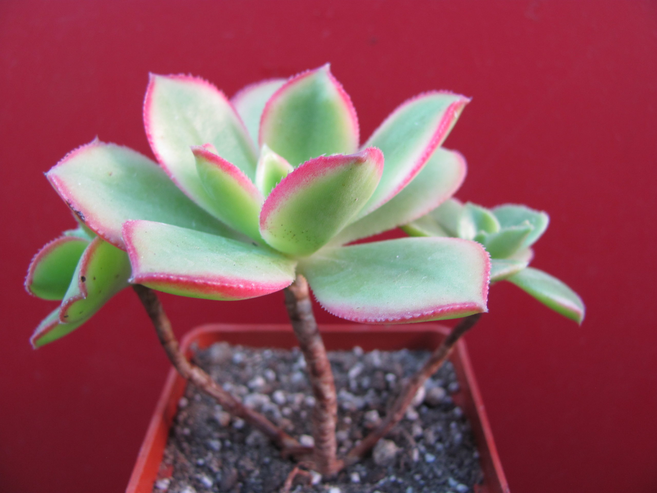 Aeonium    Kiwi