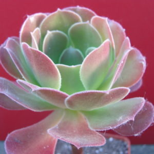 Aeonium   Velour