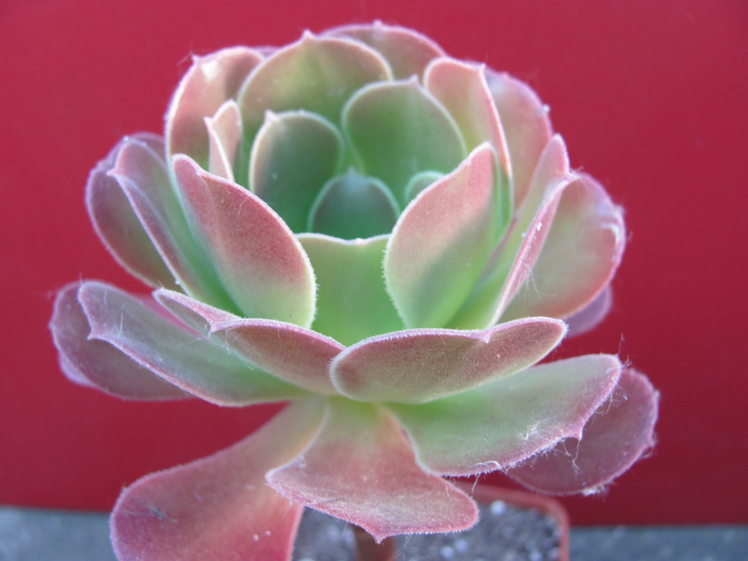 Aeonium   Velour