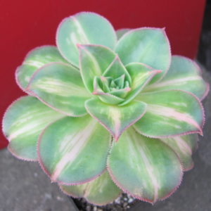 Aeonium     Moonburst    variegata