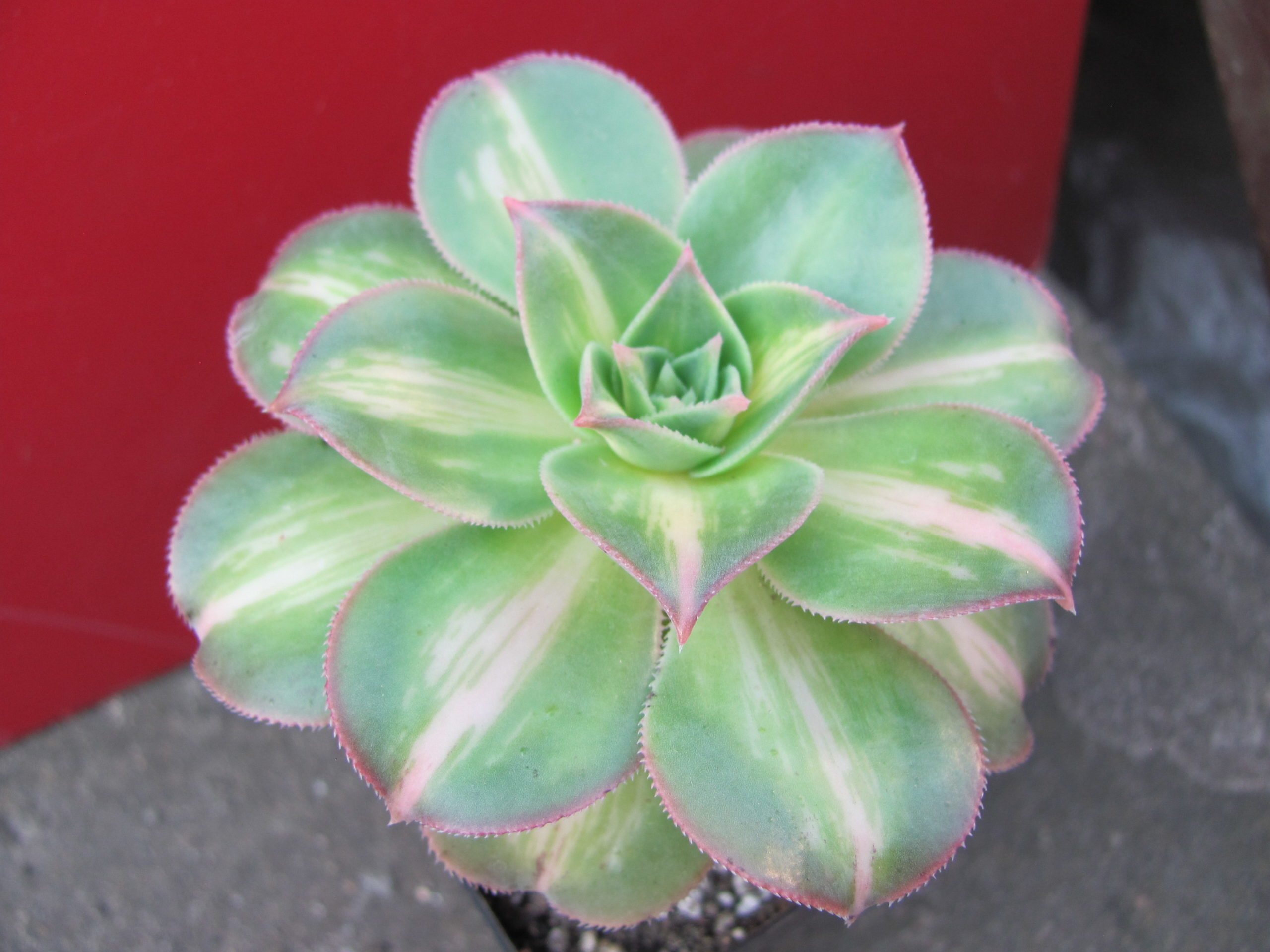 Aeonium     Moonburst    variegata