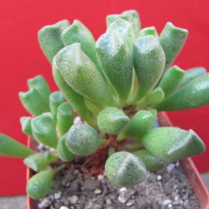Adromischus   cristatus    schoenlandii