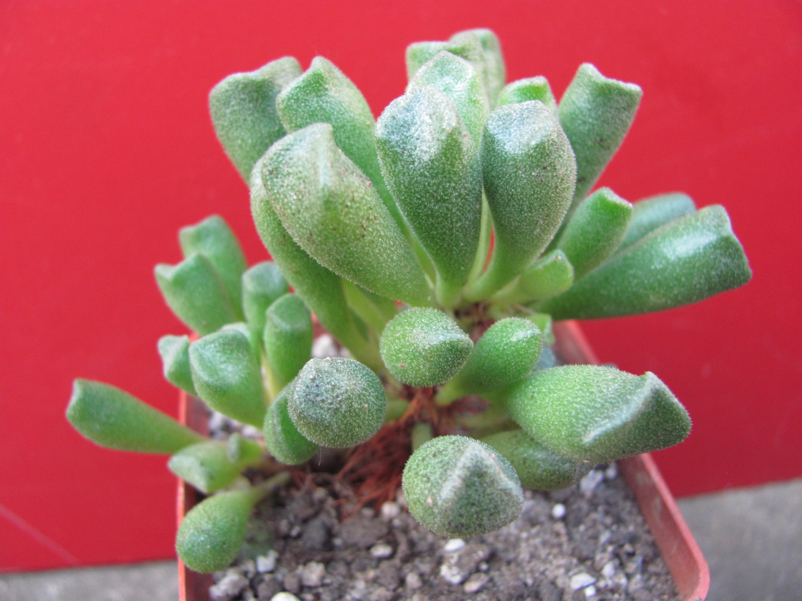 Adromischus   cristatus    schoenlandii